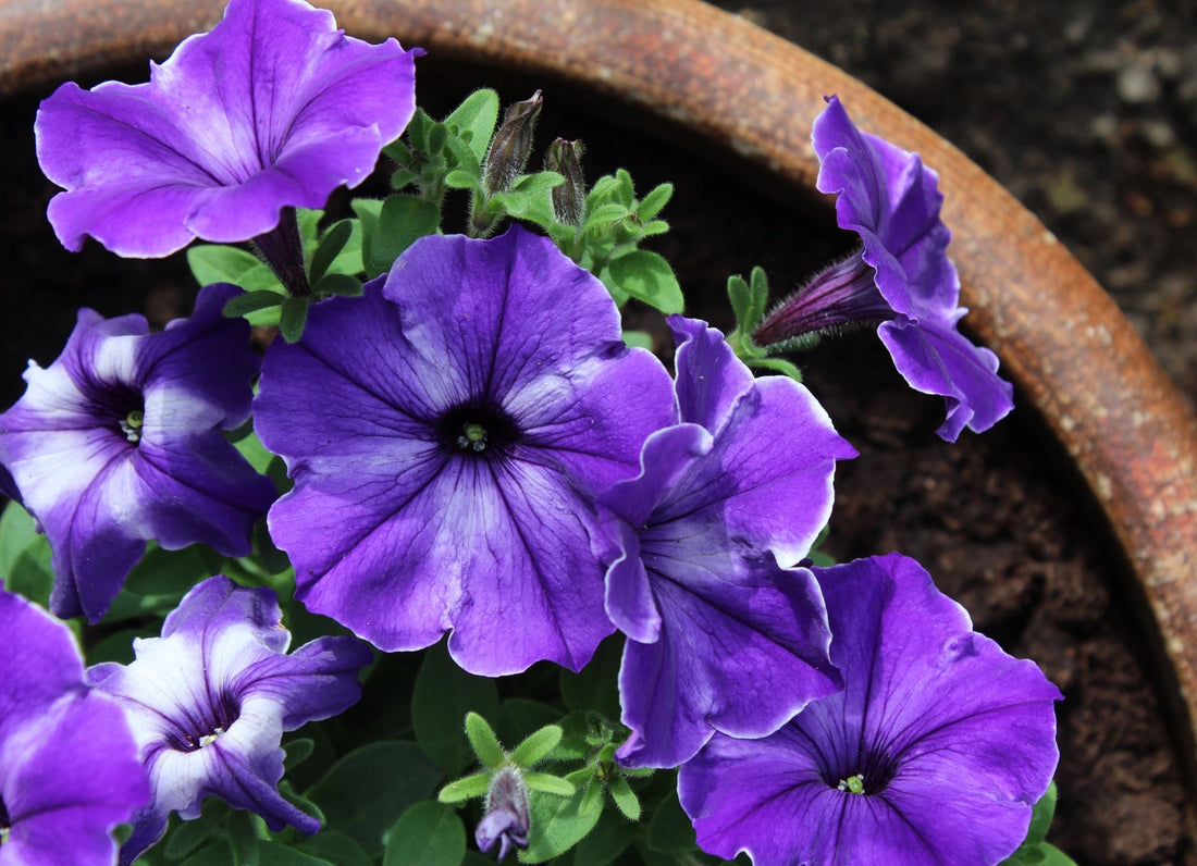 purple petunia flowers with some white markings on the petals growing in a round container