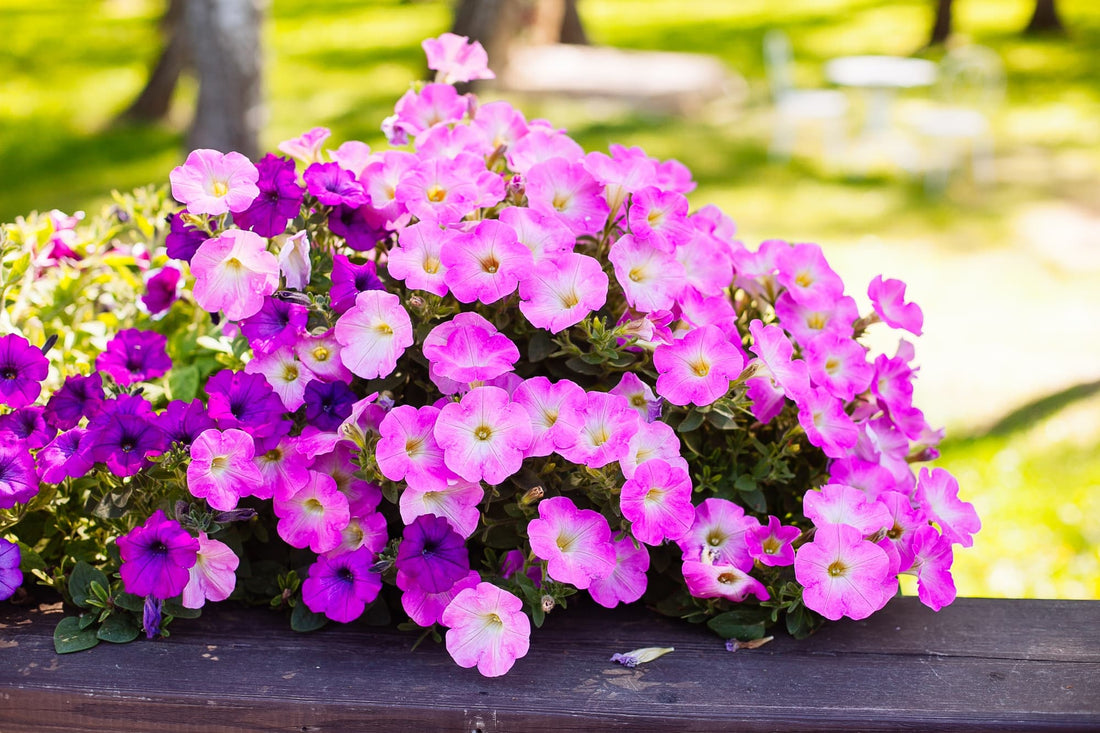 a purple flowering petunia shrub with white markings at the centre of the petals growing in a park