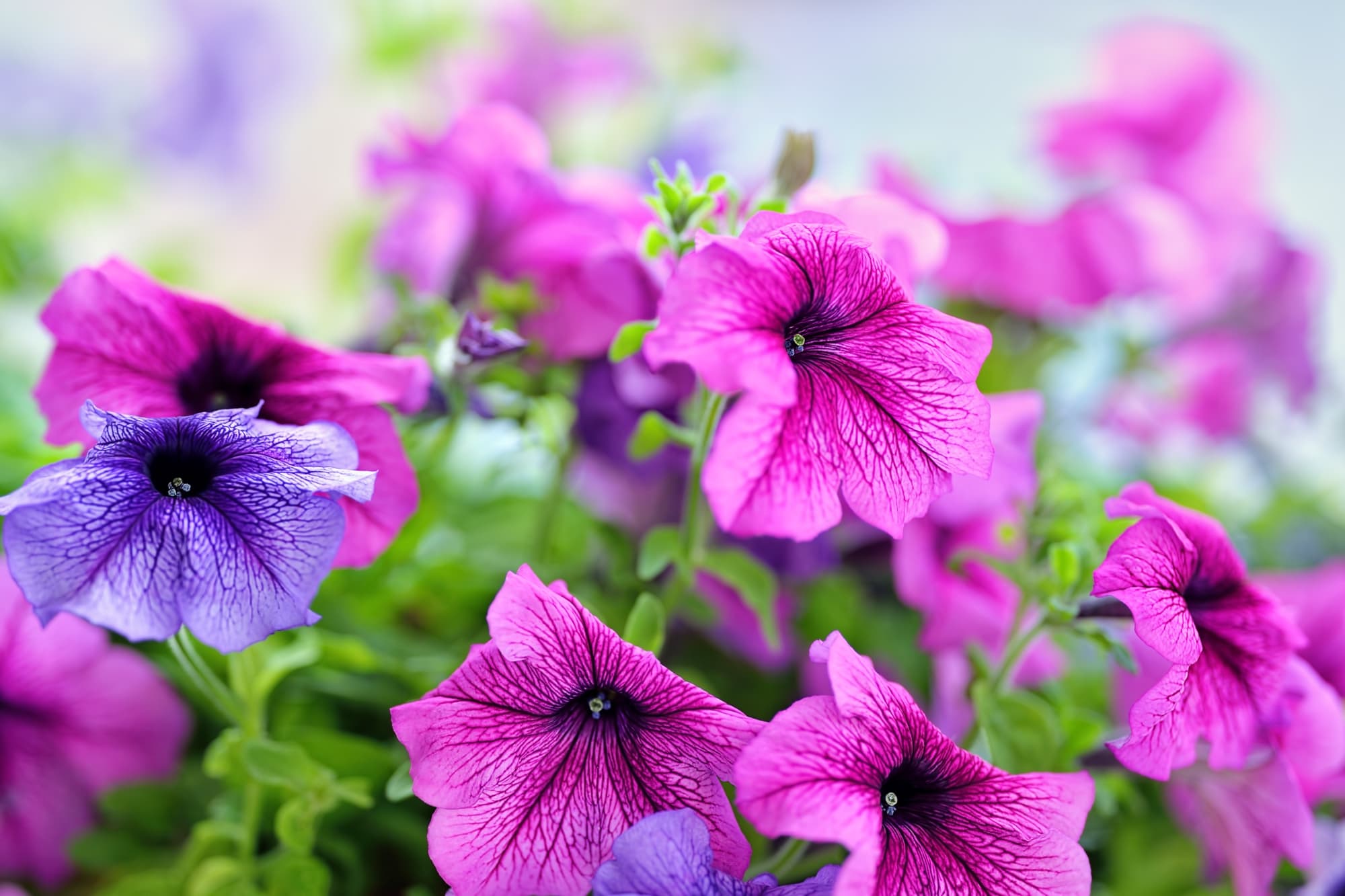 frilly pinky-purple petunia blooms growing from an overgrown shrub with dark green foliage