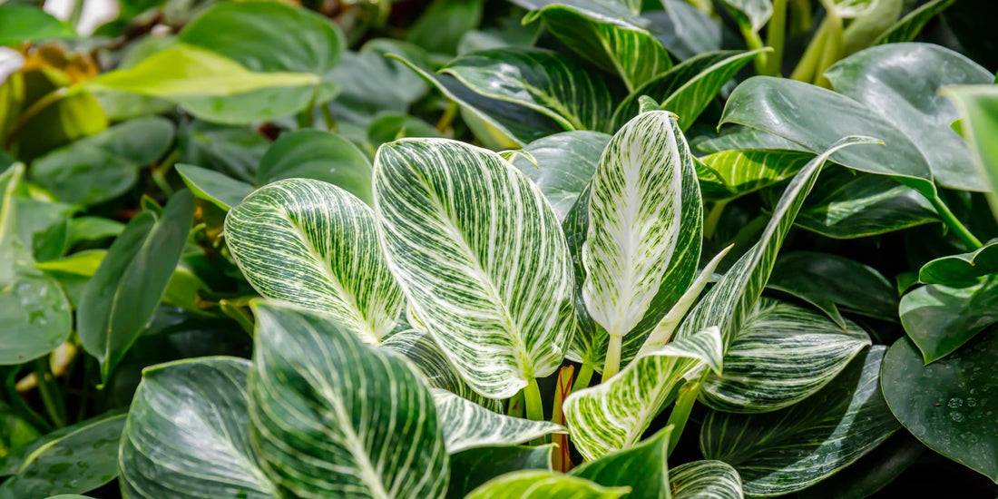 leaves of Philodendron 'White Measure'