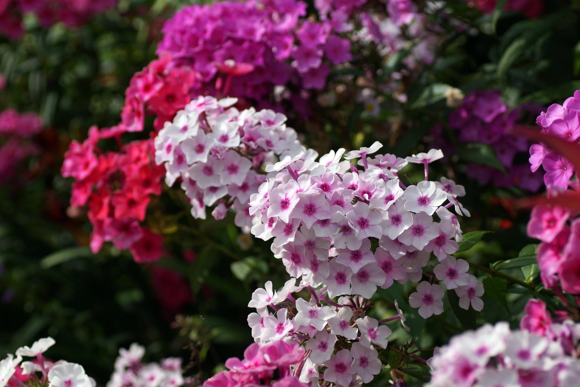 pink, white and purple flowering phlox growing outside