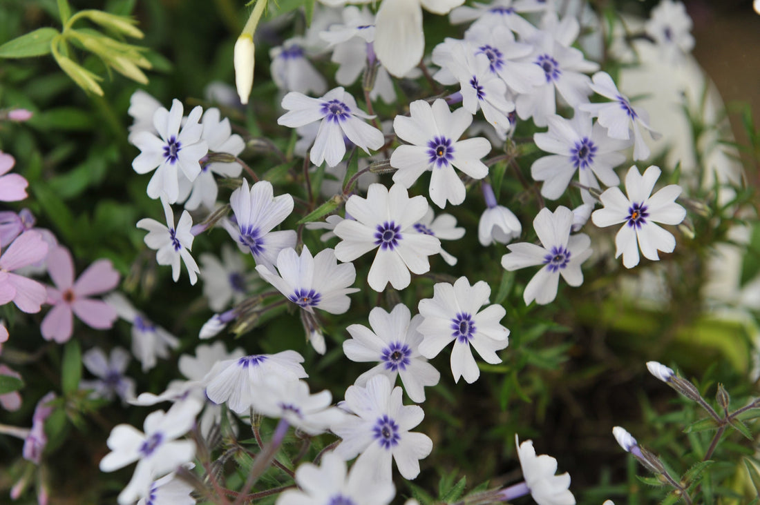 white flowering phlox plant growing outside