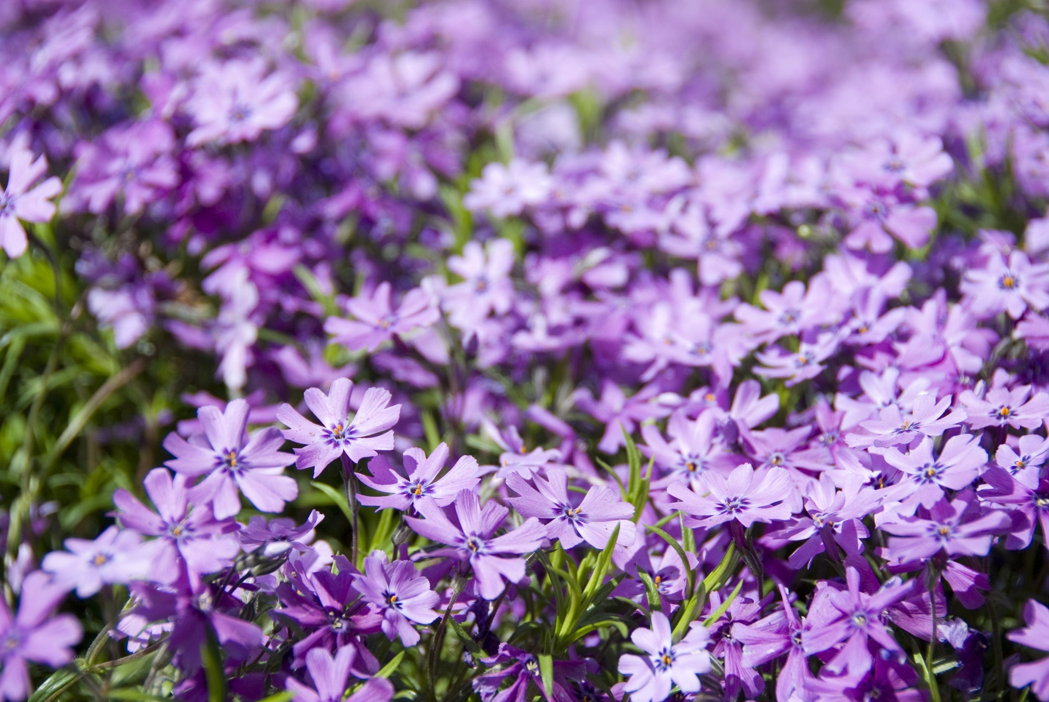 purple flowering phlox growing in a field outdoors