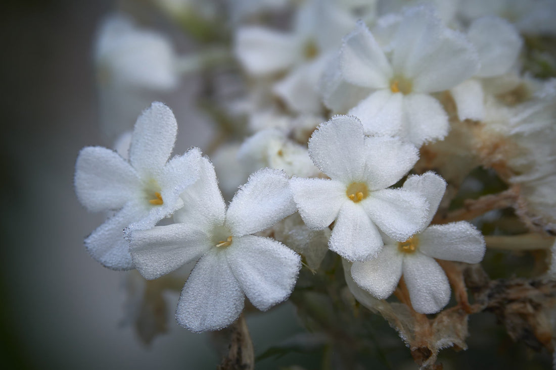 small white flowers from a phlox plant covered in frost