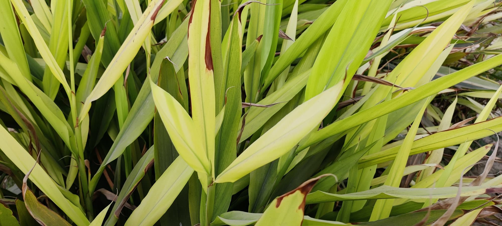 phormium new zealand flax up close