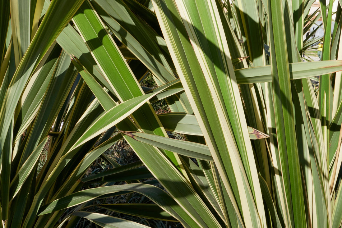 the leaves of a phormium plant with green and white variegated leaves growing outdoors