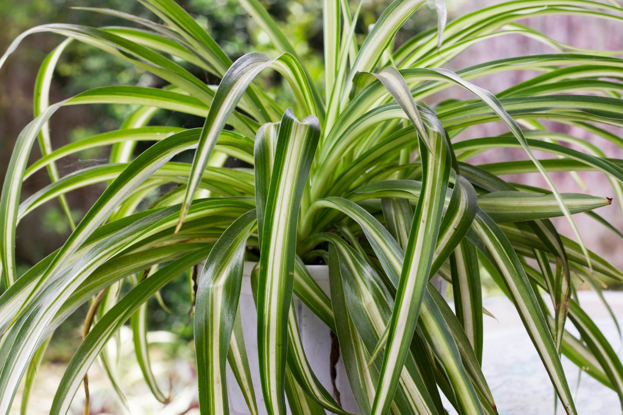phormium plant with variegated white and green leaves growing in a container outdoors