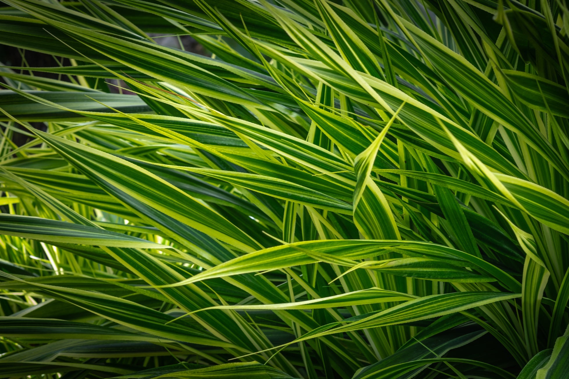 green and yellow variegated leaves from a phormium plant