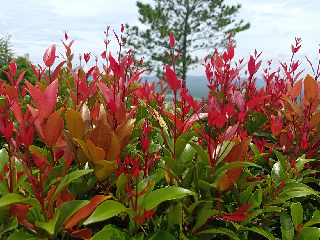 red and green leaves of a photinia plant growing outside in a field with a cloudy background
