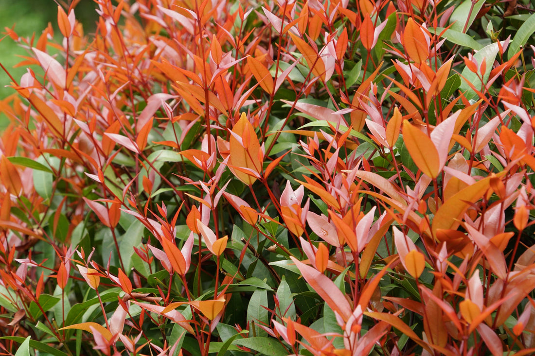 red and green foliage from a photinia shrub growing outdoors