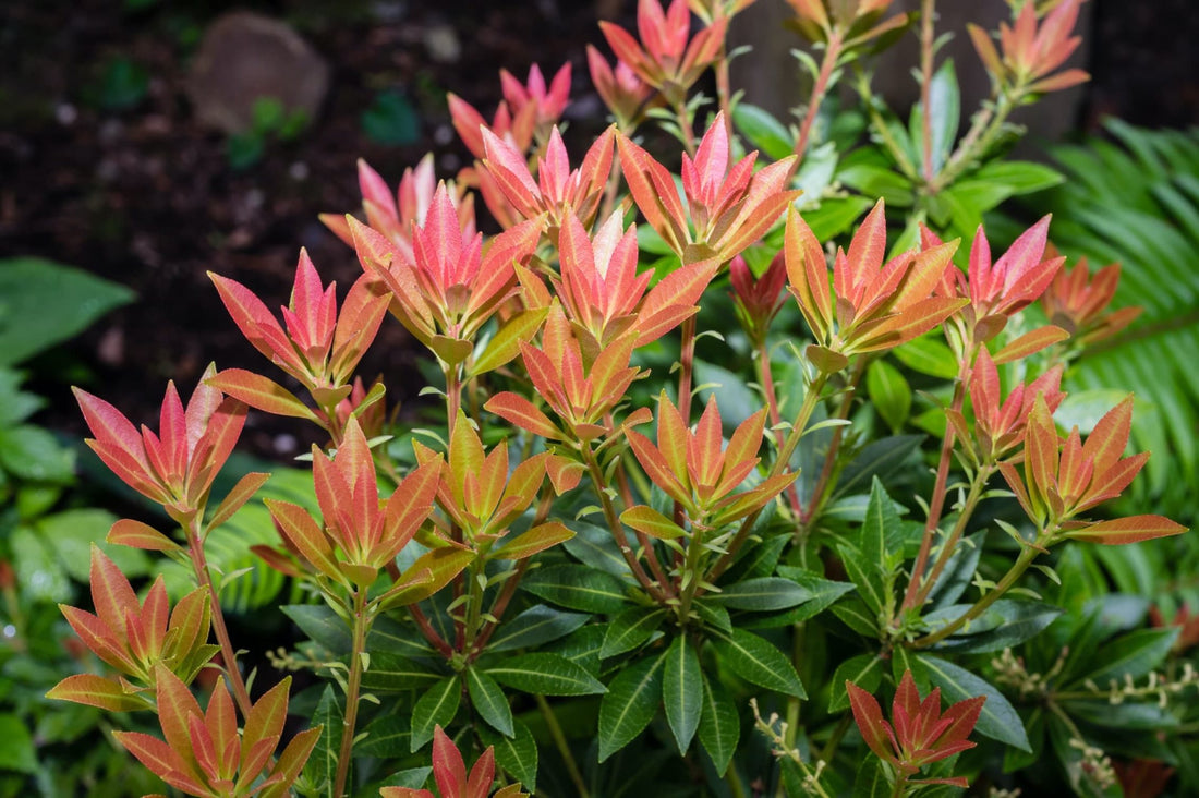 pieris japonica bush in a garden