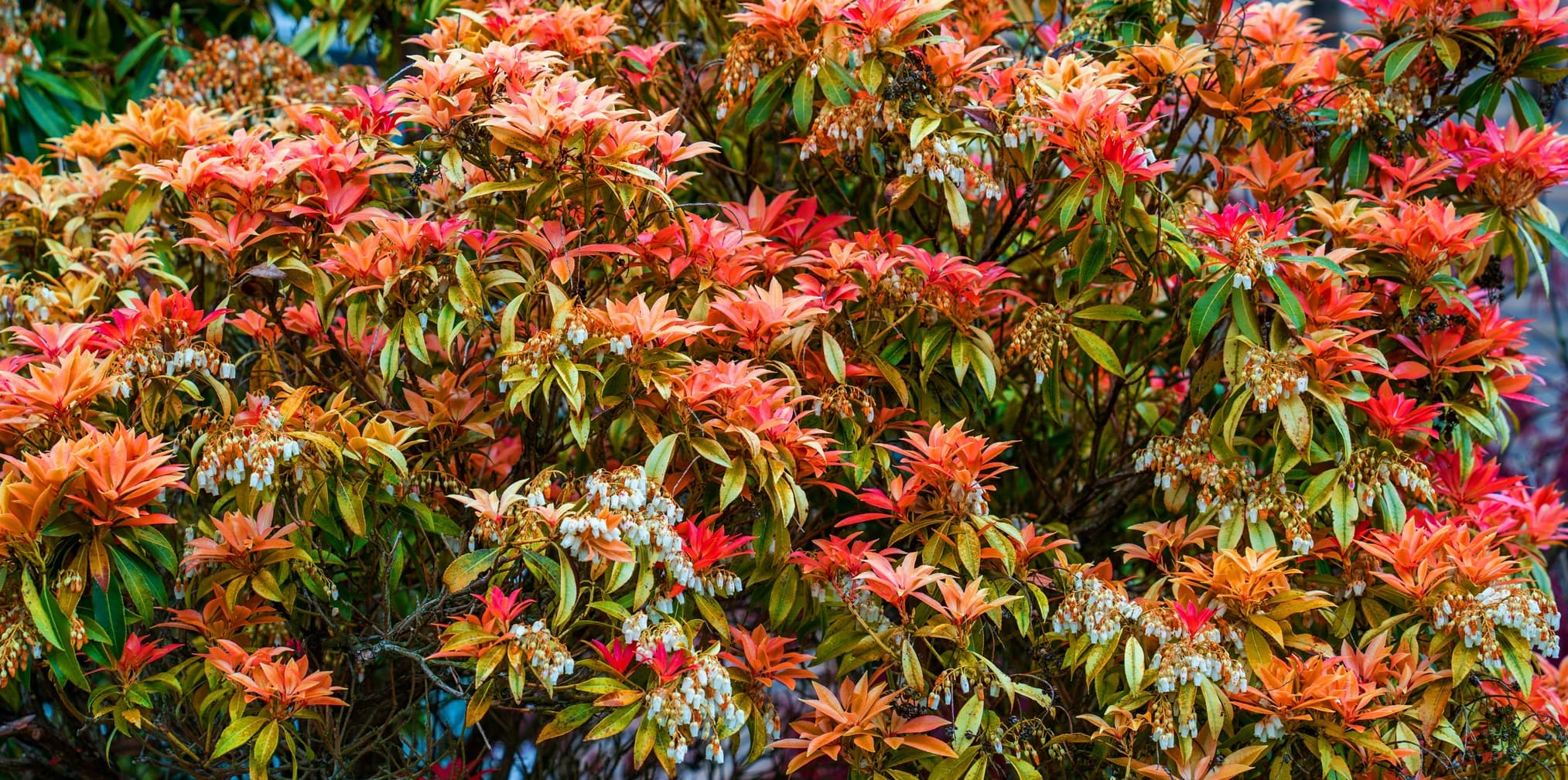 pieris japonica leaves