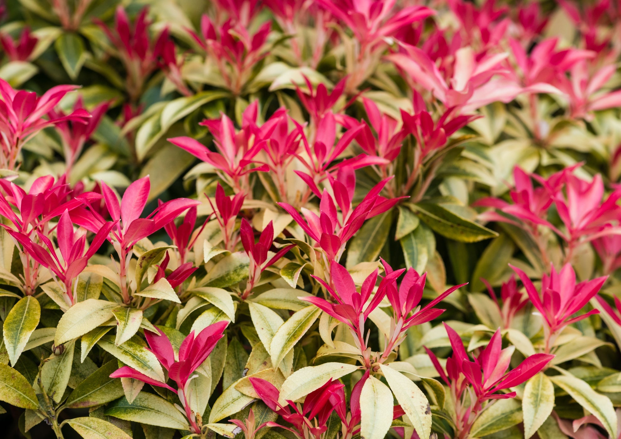 red and green foliage from a pieris japonica shrub growing outside