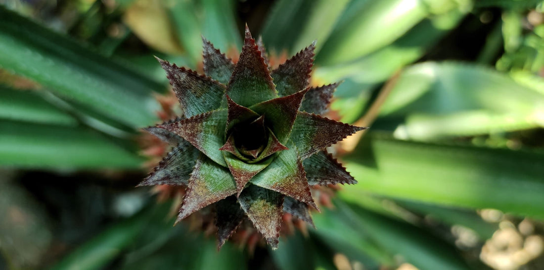 closeup birds eye view of a pineapple top growing outdoors