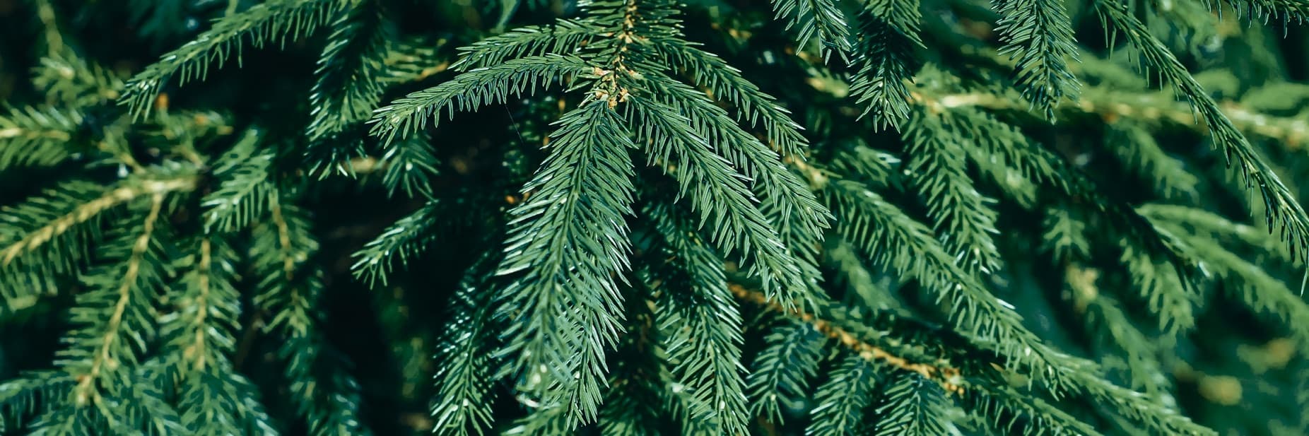 close up needles of a fir tree