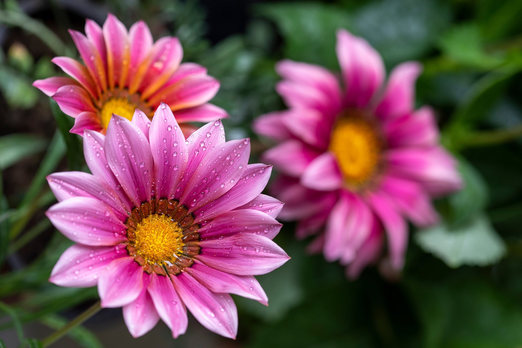 pink flowering dahlias with yellow centres growing outside