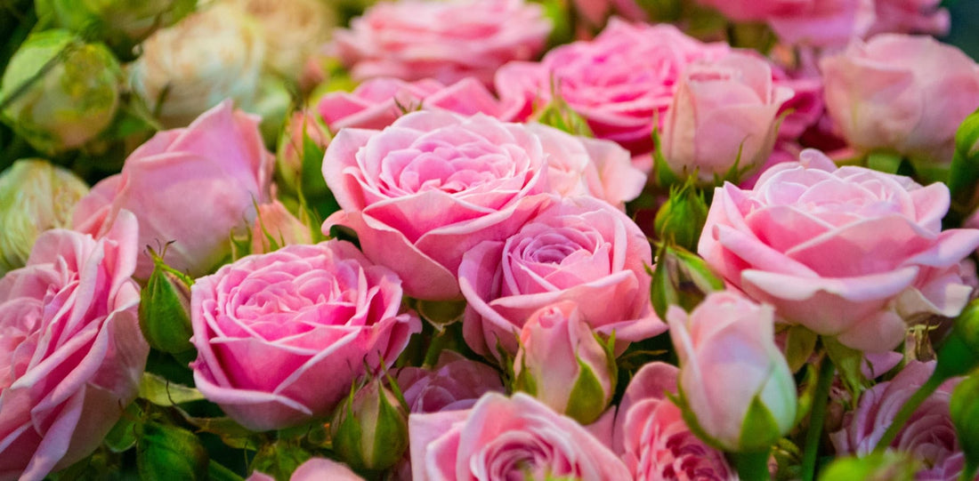 pink rose bushes