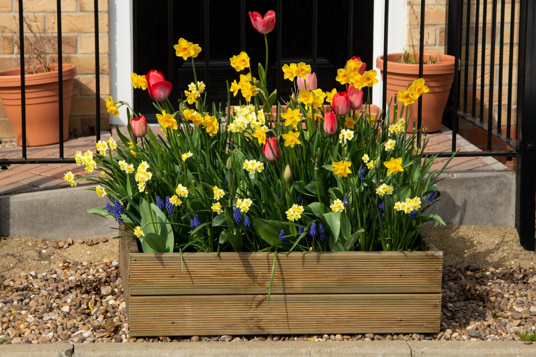 daffoldils flowering from a timber planter