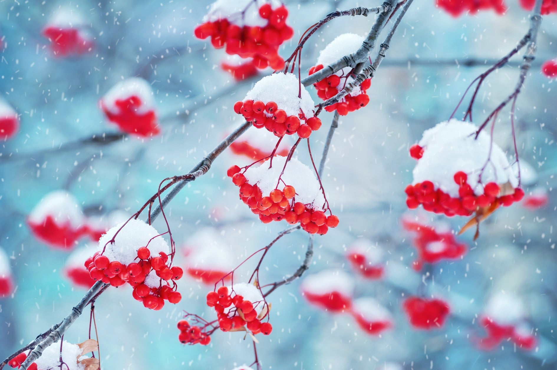 red berries from a rowan tree covered in snow
