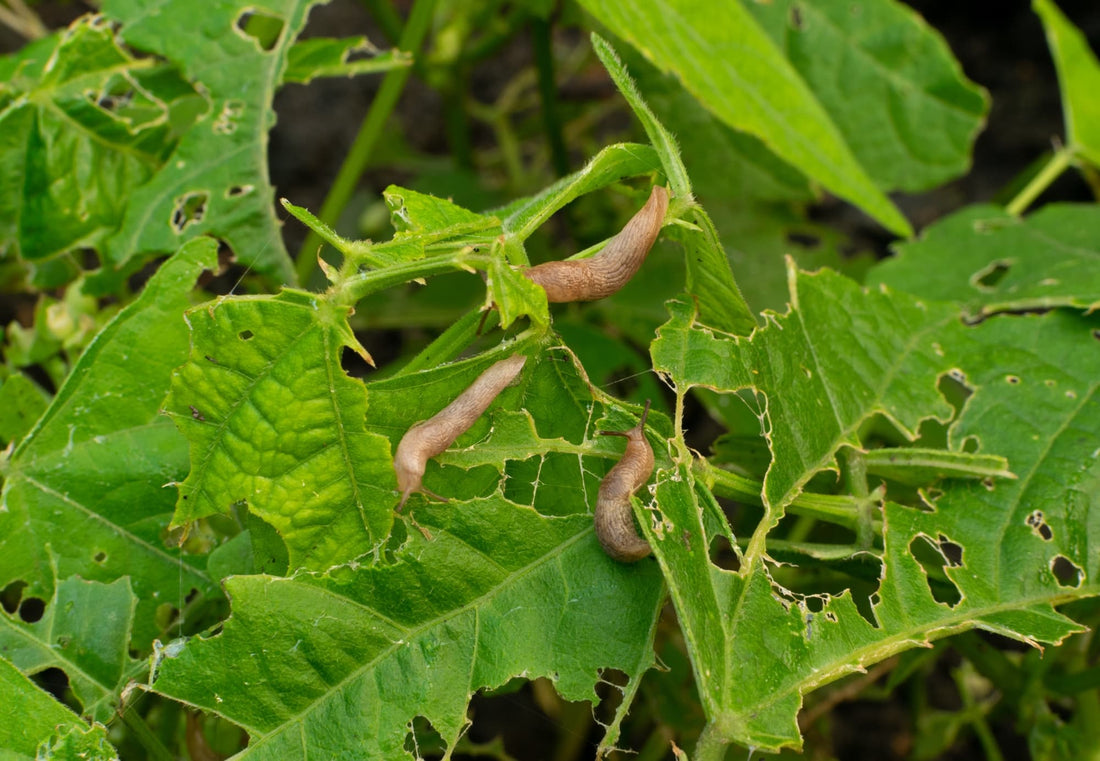 brown slugs eating the leaves of a kidney bean plant