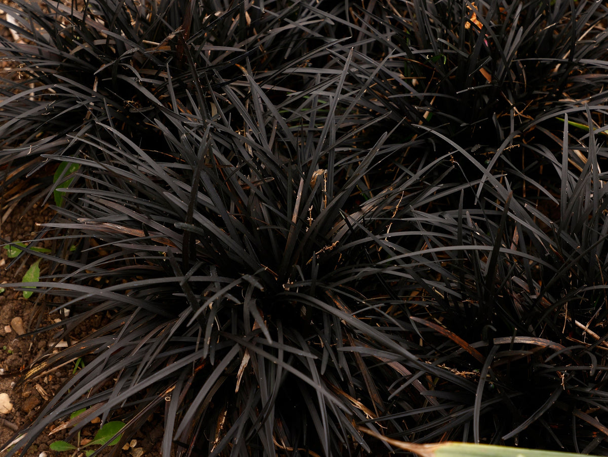 8+ Dark Plants Gothic Gardens: 30 Plants With Black Flowers Or Foliage For An Unusual
