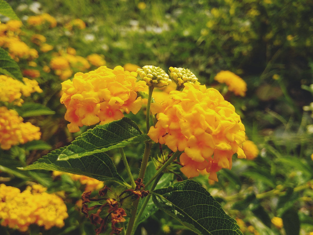 yellow flowering shrub growing outside in a woodland area