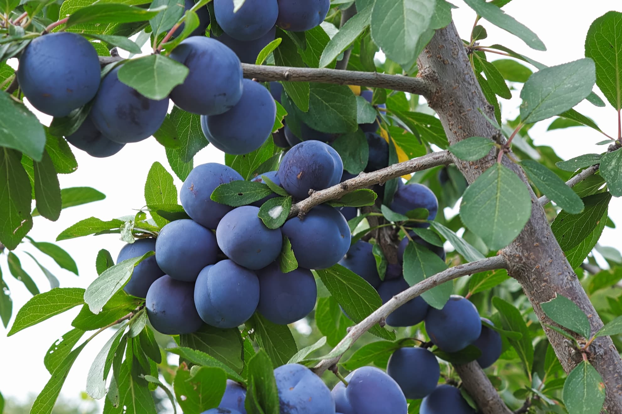 branches on a plum tree with plump, ripe fruit with a dark blue colour