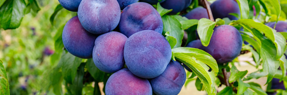 large ripe plums on a branch