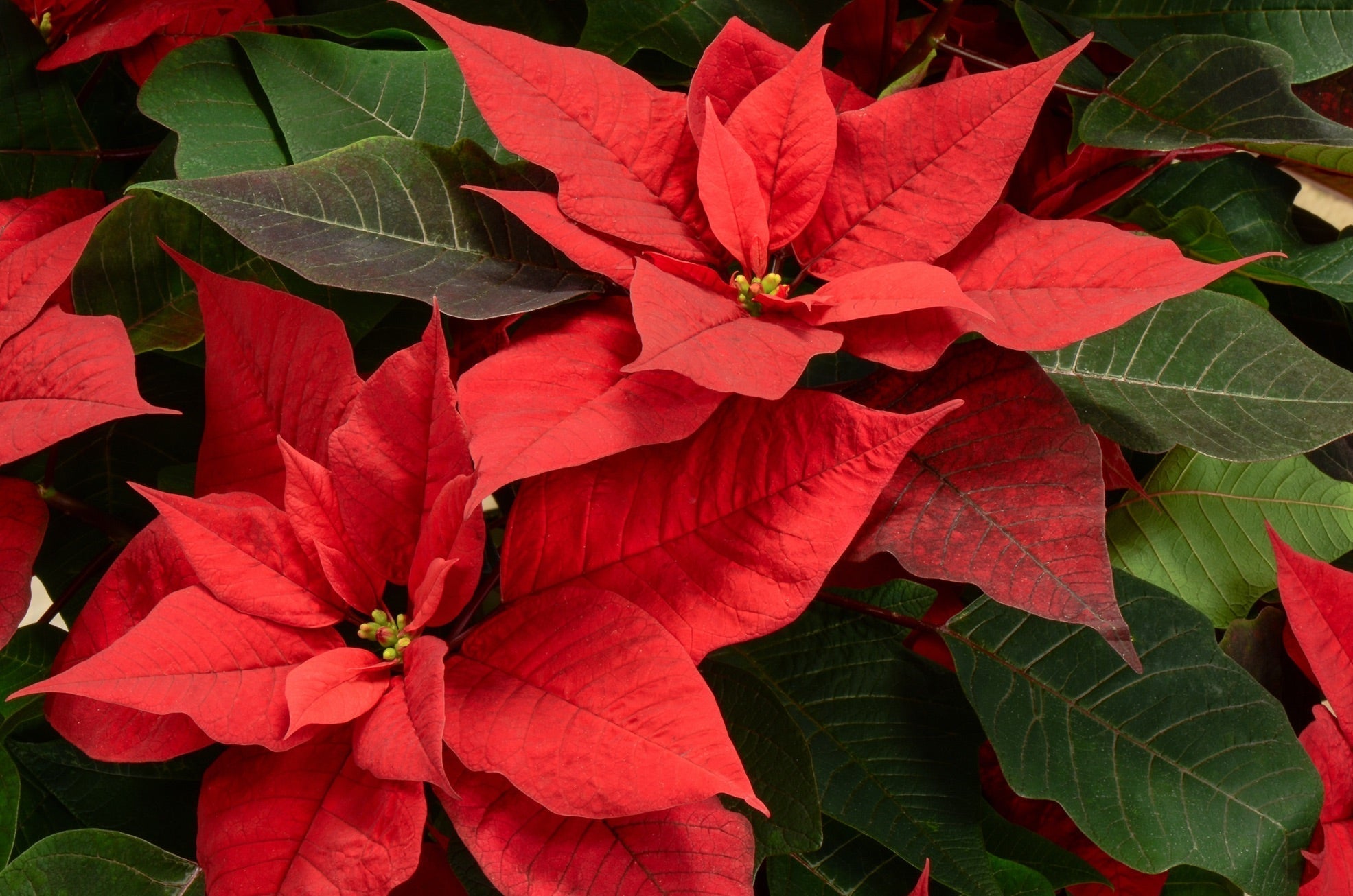 poinsettia plant up close