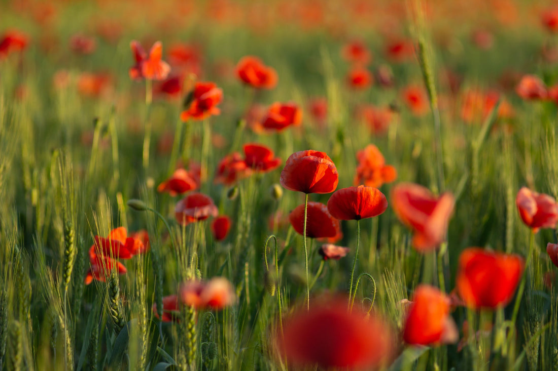 red flowering poppies growing on tall thin stems outside in a field