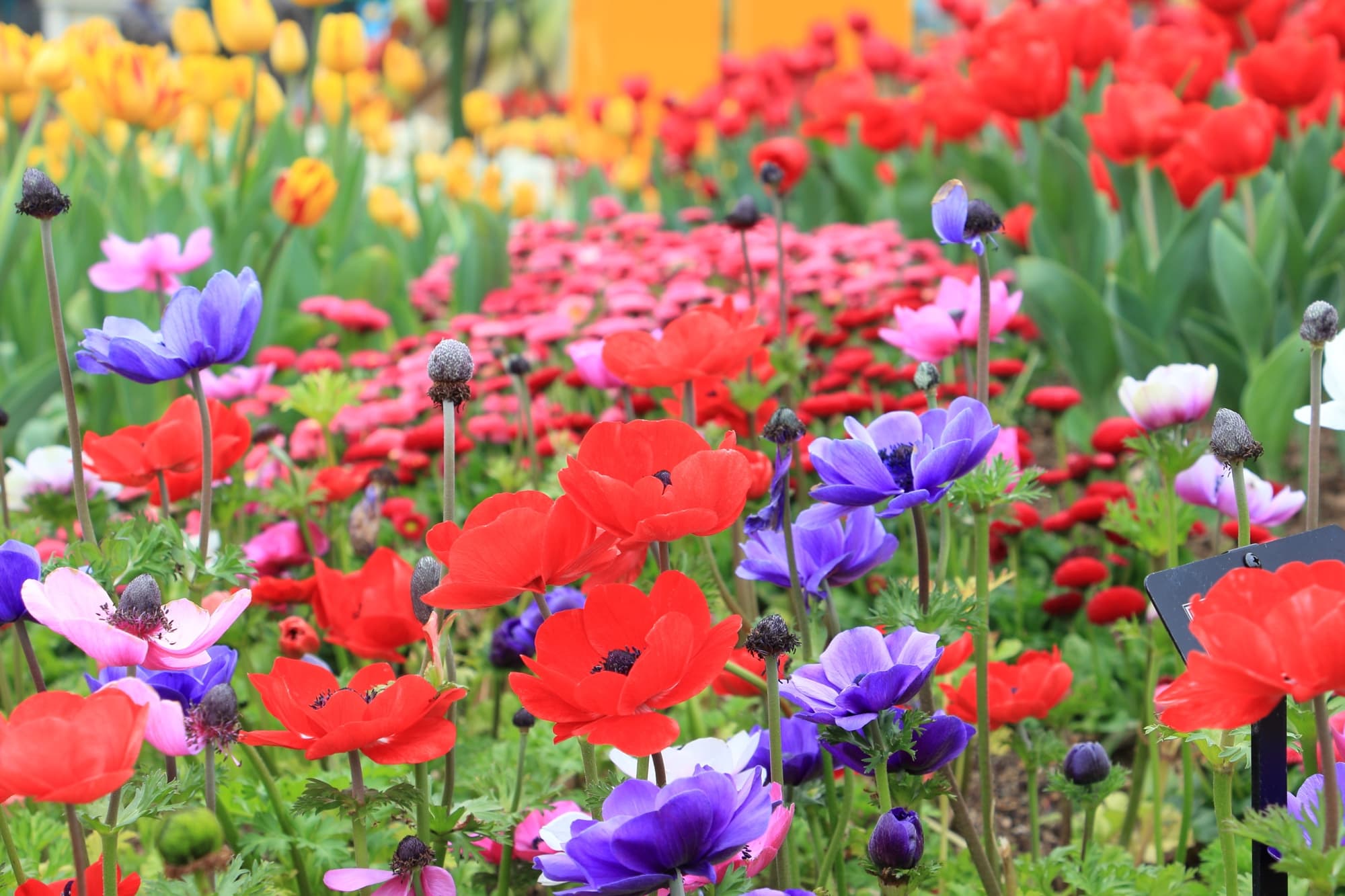 purple, pink, red and orange flowering poppies growing in a drift in a field atop of bobbing stems