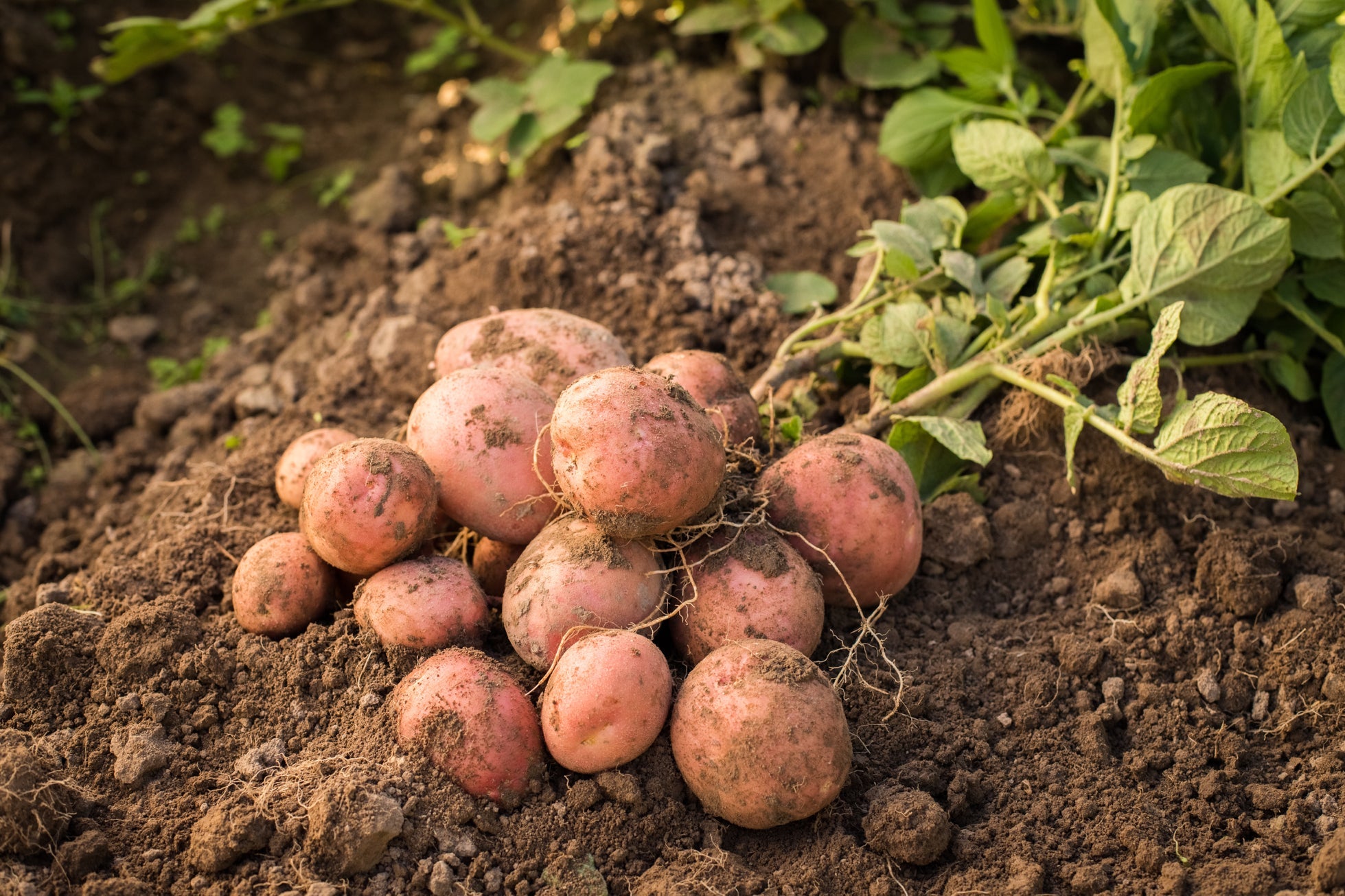 red potatoes that have just been harvested with green leaves lying on soil