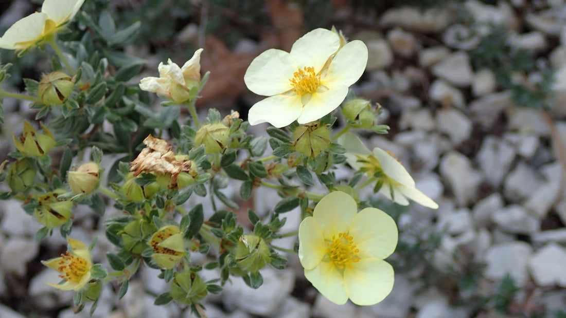 yellow potentilla flowers up close with gravel in background