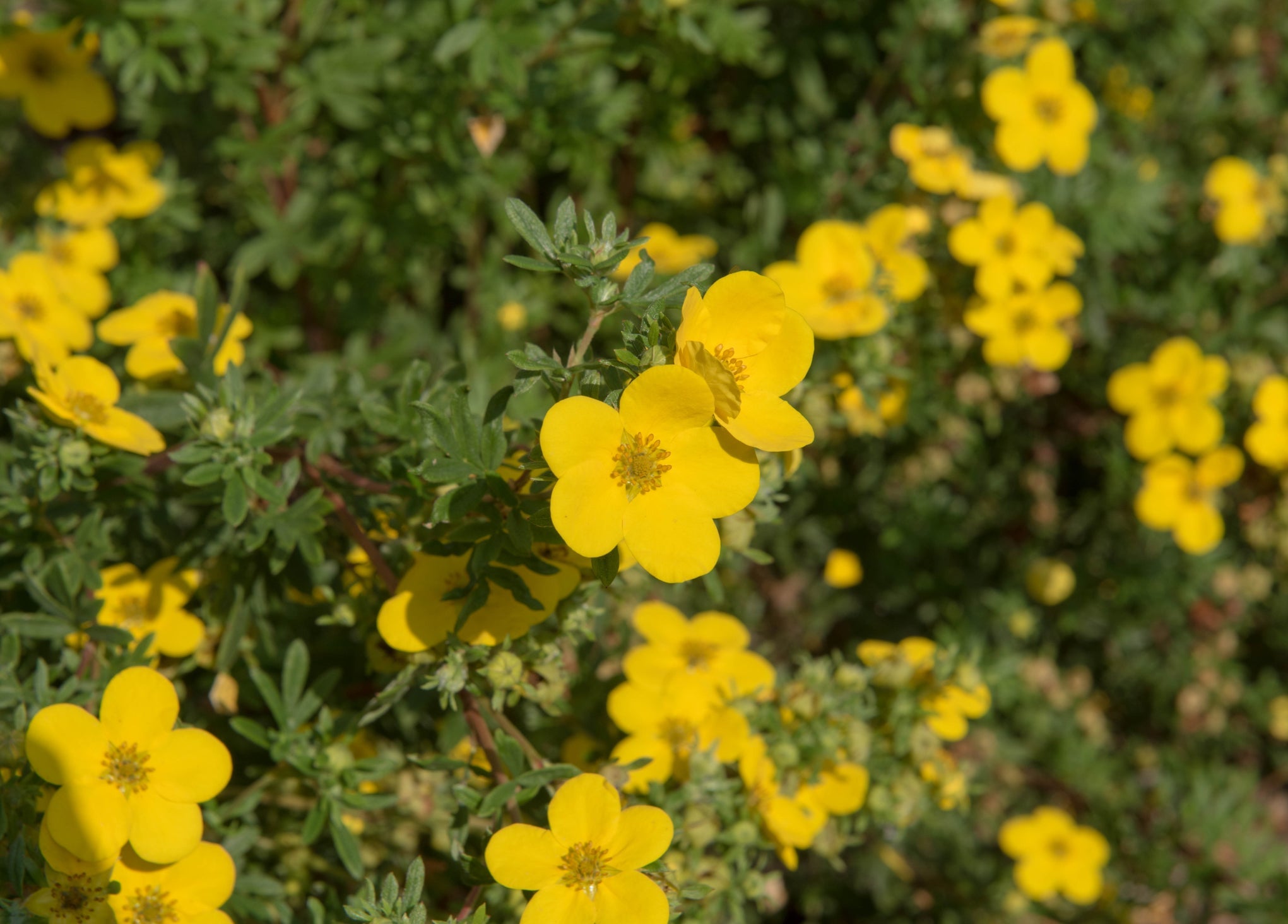 yellow flowering potentilla shrub with dark green foliage growing outside