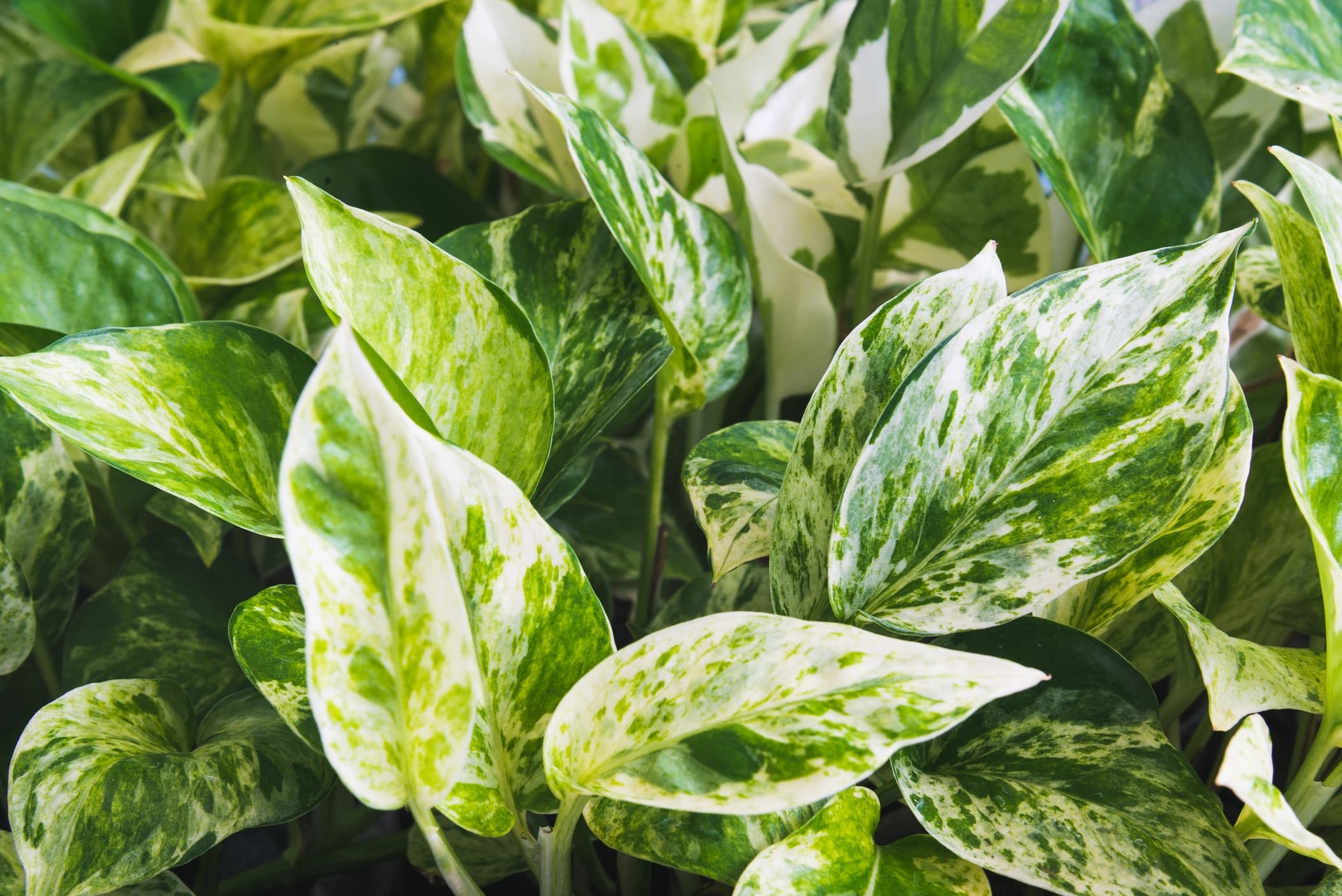 close up of the leaves of Epipremnum aureum plant