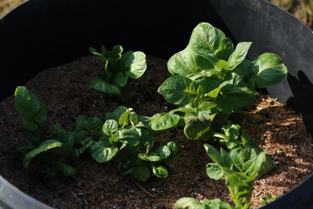 potato plants growing in a black plastic planter