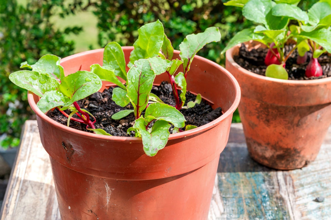 beetroot and radish plants growing in round terracotta pots