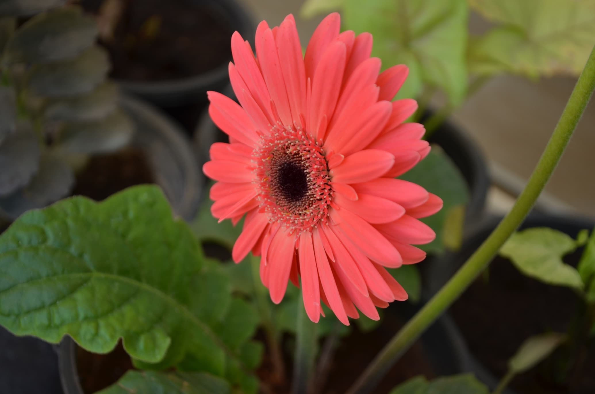 gerbera daisy flower growing from a plant pot