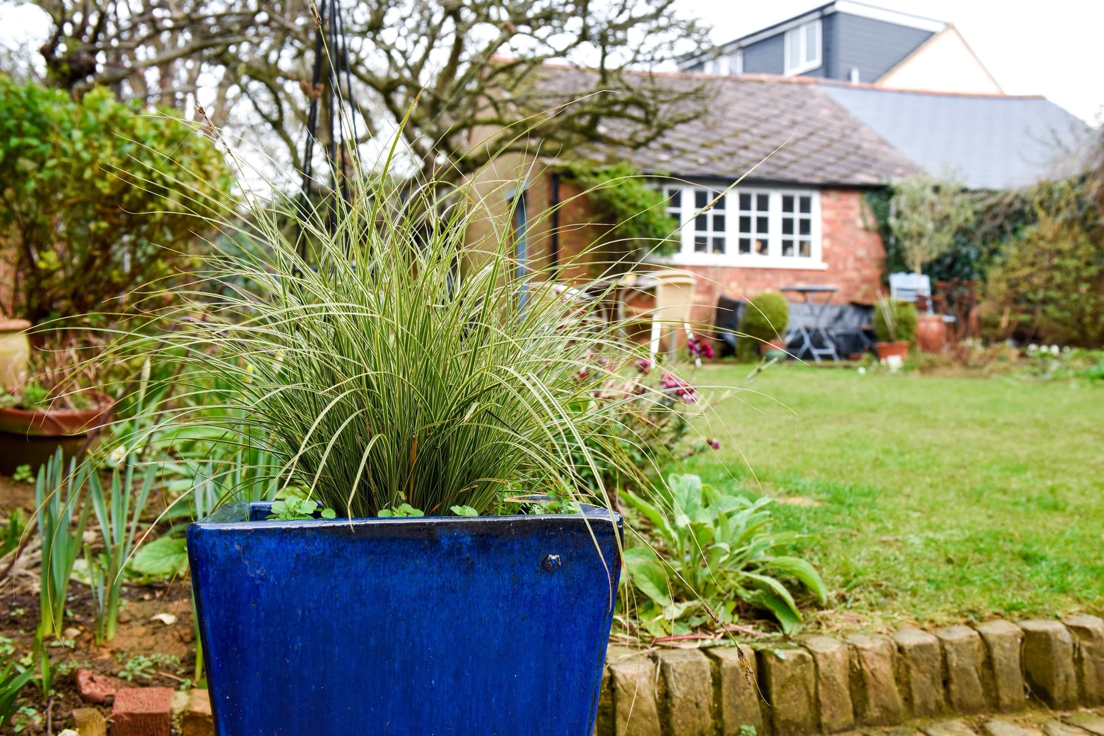 ornamental grass growing in a large blue blue with garden and house in the background