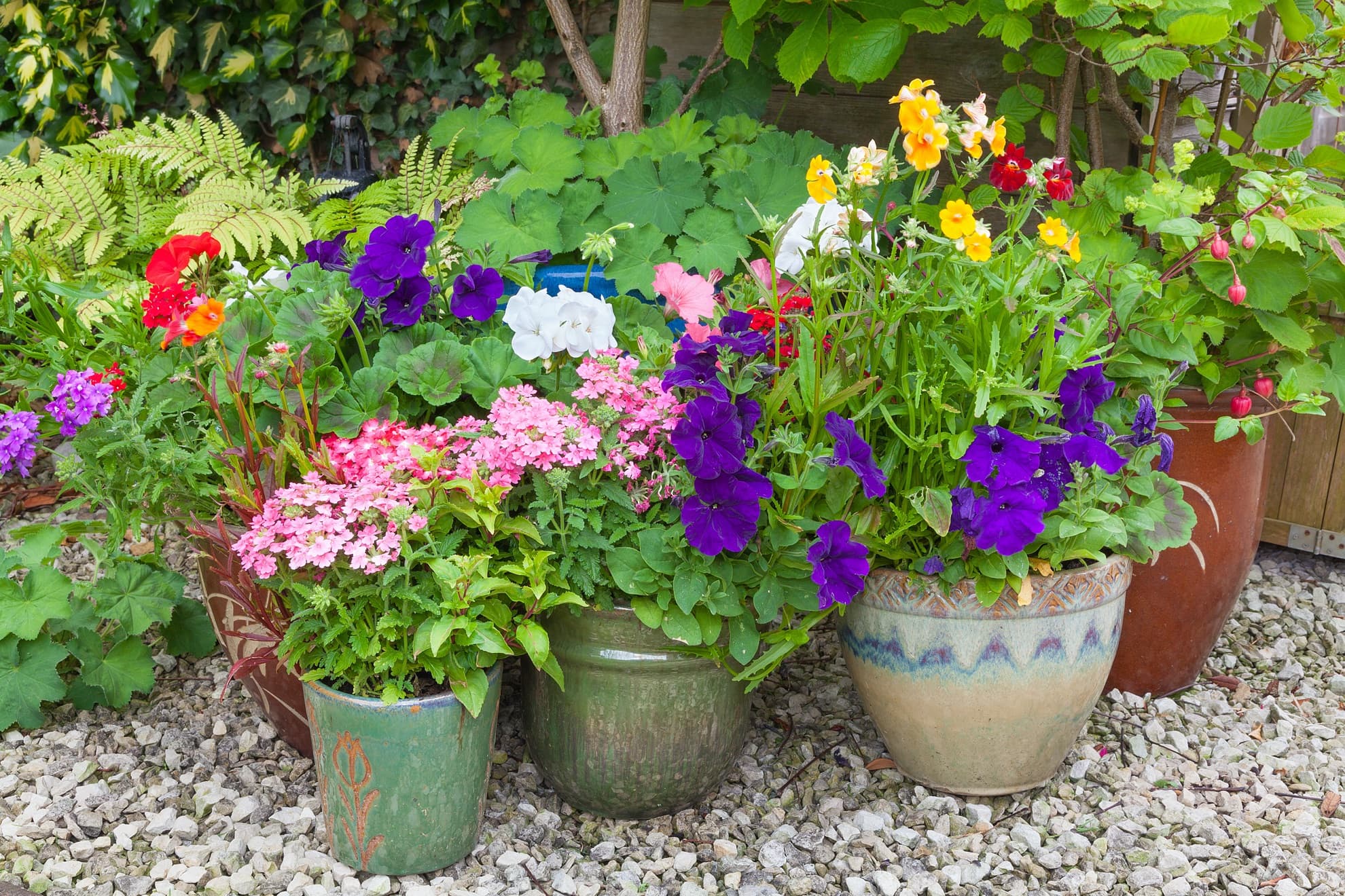 various flowering perennial plants in garden containers
