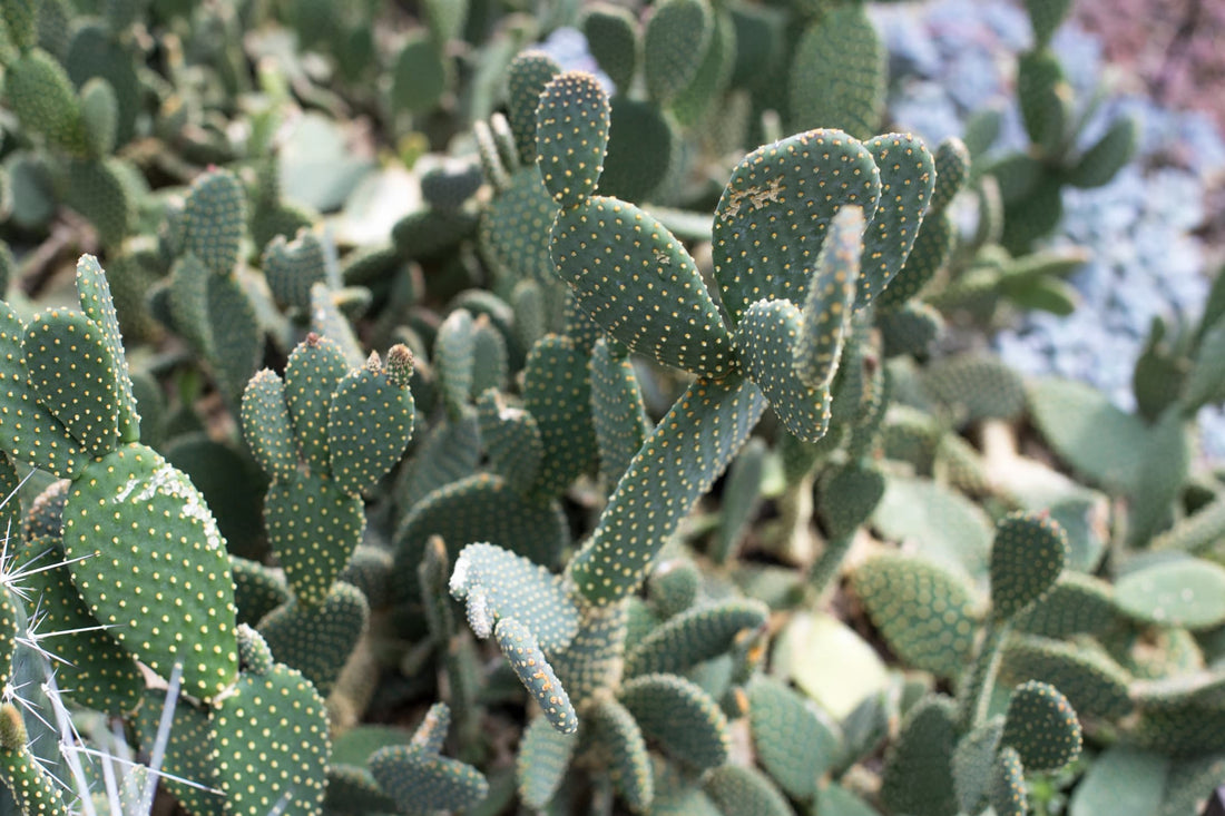 the green dotted pads of prickly pear cactus