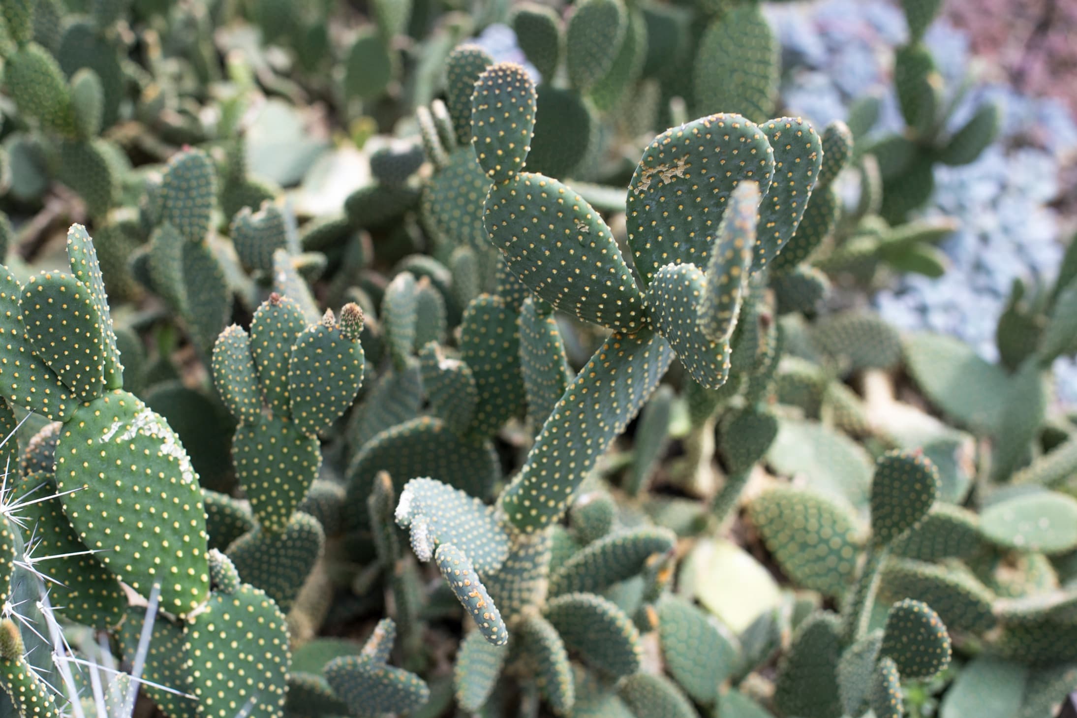 the green dotted pads of prickly pear cactus