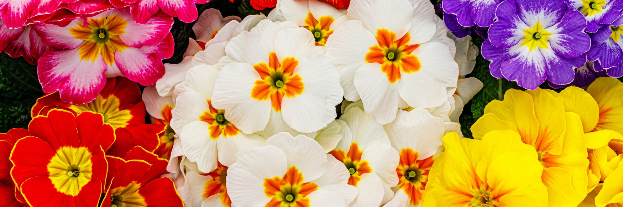 close up of primula flowers in pink, red, white, purple and yellow