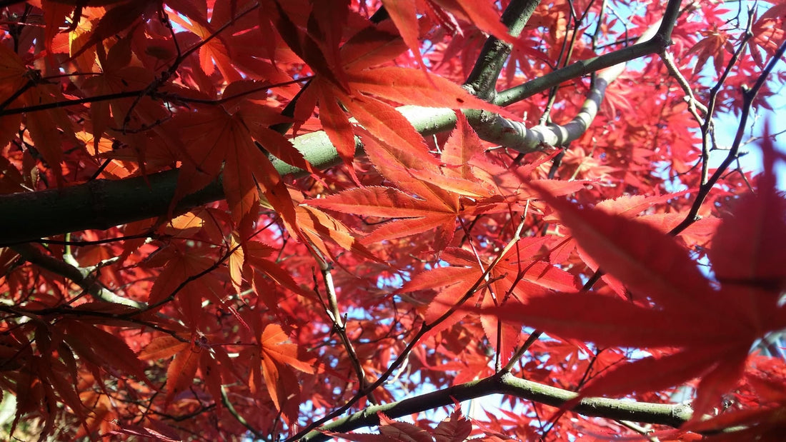 red leaves of a Japanese Maple tree