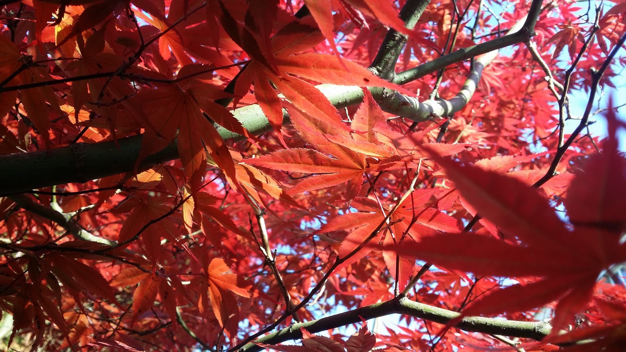 red leaves of a Japanese Maple tree