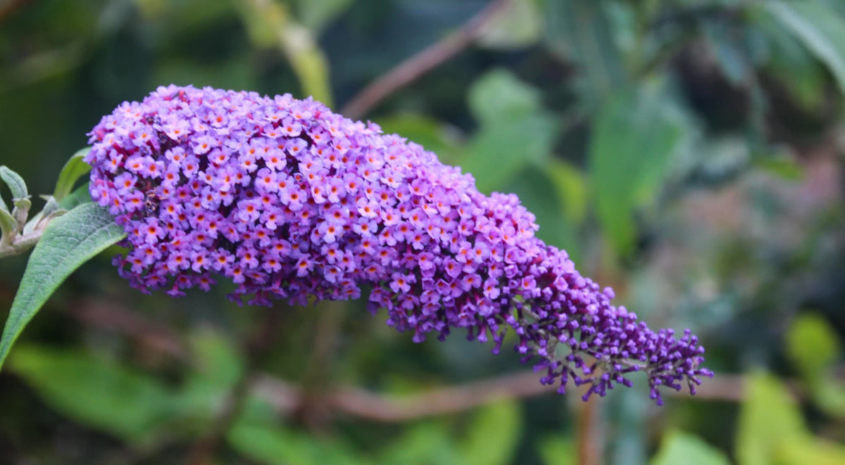 Buddleja Rust Prune Buddleja To Increase Flowering - 'Remove Dying, Dead, Damaged Or ...