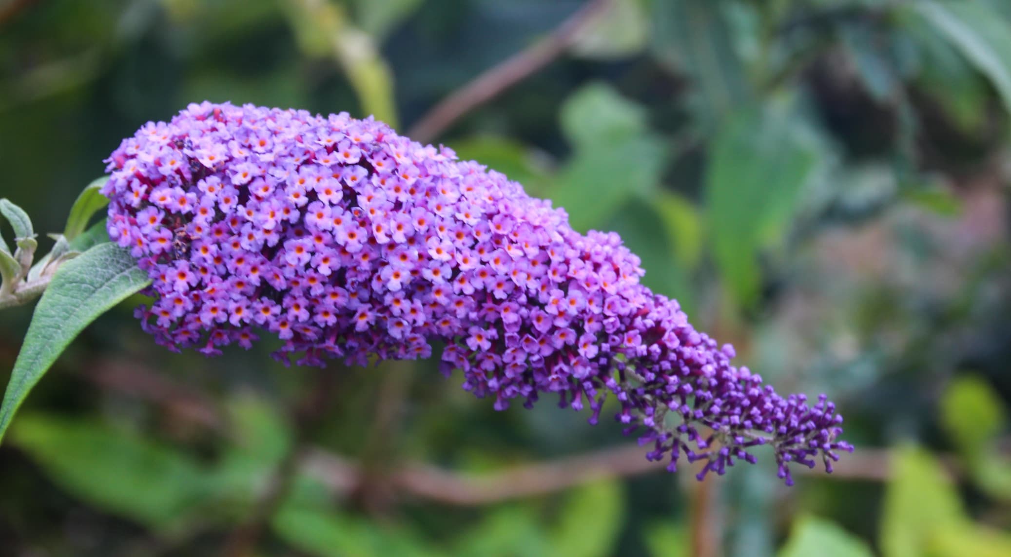 Close up of purple Buddleja plant