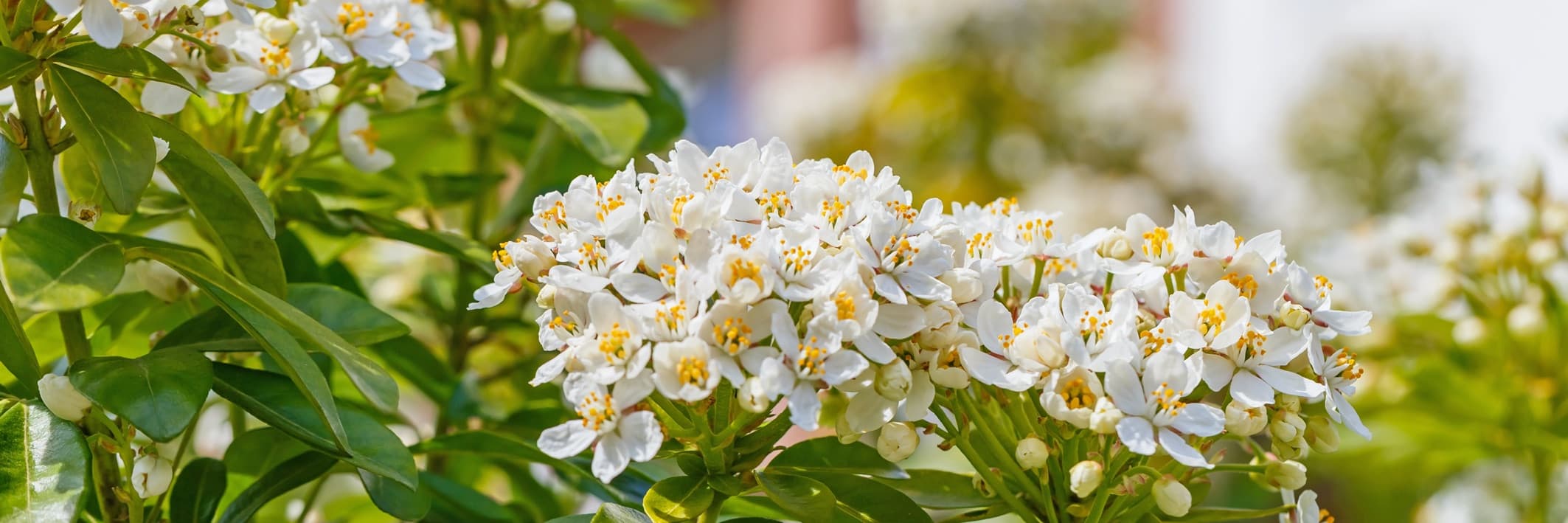 white choisya ternata flowers