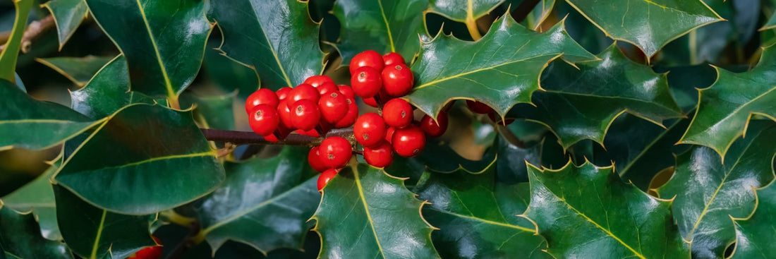 holly branches and berries up close