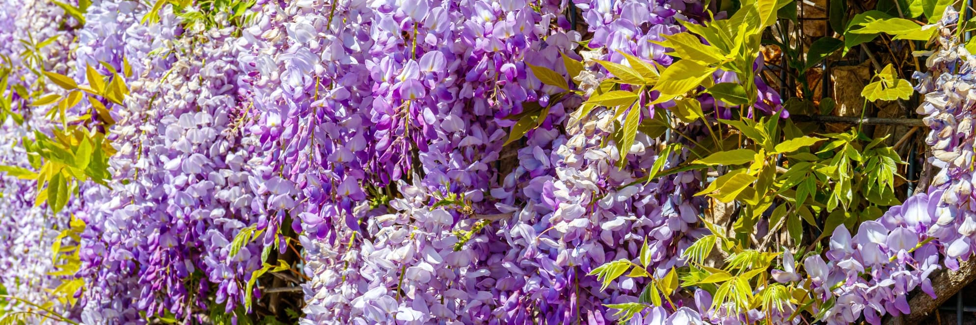 purple flowering wisteria tree in a garden